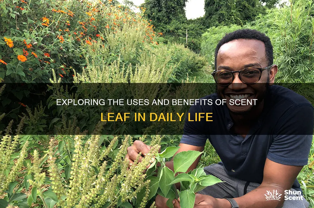 what is the work of scent leaf