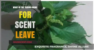 Discovering the Yoruba Name for Scent Leaf: A Cultural Insight