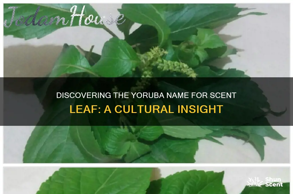 what is the yoruba name for scent leave