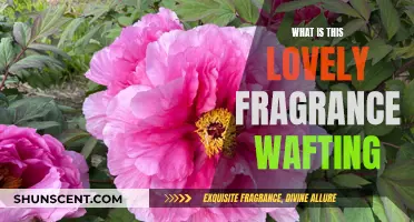 The Sweet Smell of Success: Fragrance Exploration