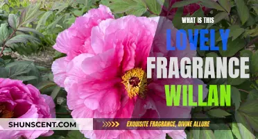The Sweet Smell of Willan's Fragrance