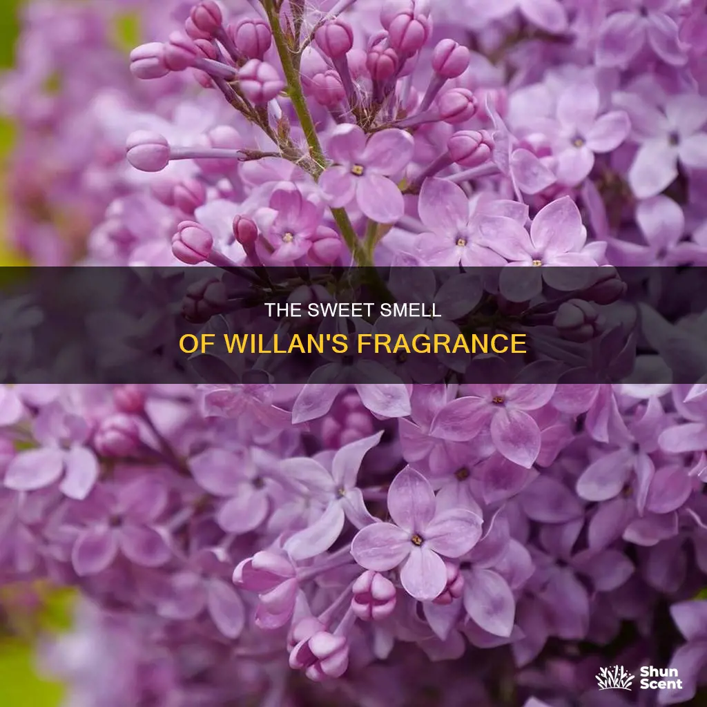 what is this lovely fragrance willan