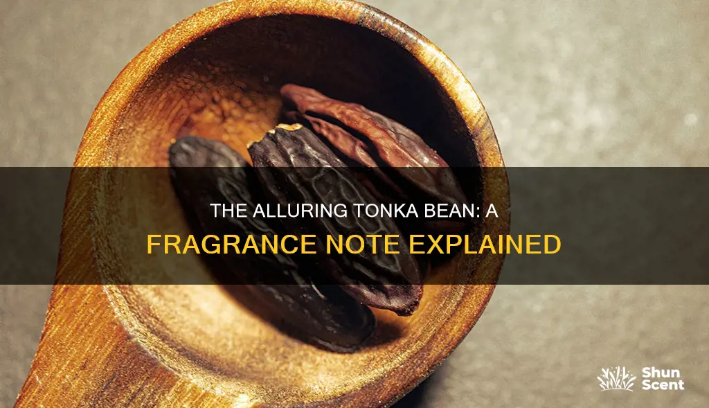 what is tonka bean in fragrance