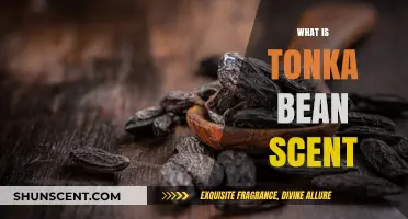 Exploring the Alluring and Complex Tonka Bean Scent Profile