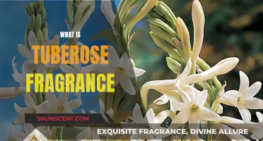 The Tuberose Fragrance: A Sensual and Intoxicating Scent