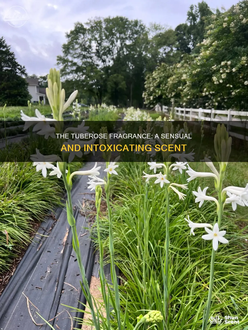 what is tuberose fragrance