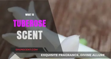 Tuberose Scent Unveiled: A Luxurious, Intoxicating Floral Fragrance Explained