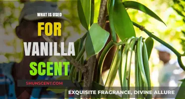 Exploring the Origins of Vanilla Scent: Ingredients and Uses