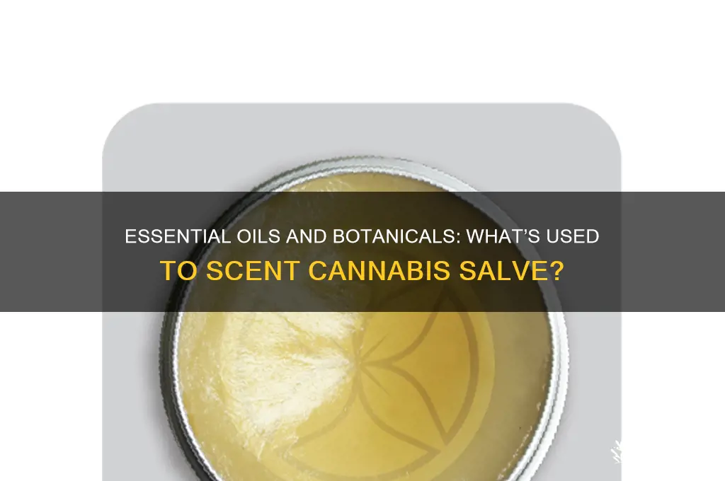 what is used to scent canibus salve