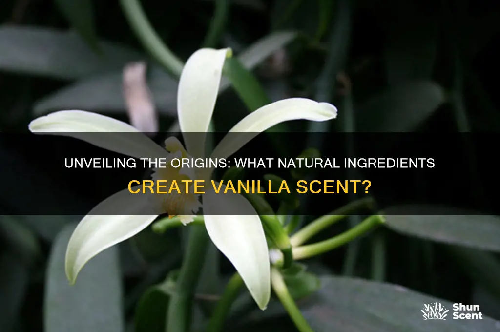 what is vanilla scent made from