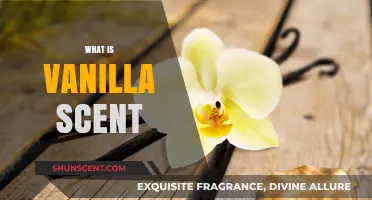 Exploring the Sweet, Warm, and Comforting Essence of Vanilla Scent