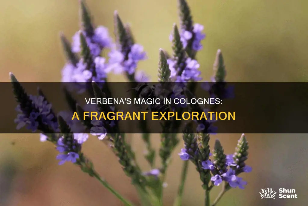 what is verbena and how is it used in cologne