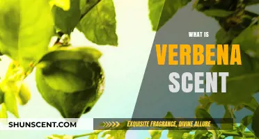 Discover the Enchanting Verbena Scent: A Fresh, Citrusy Aromatic Journey