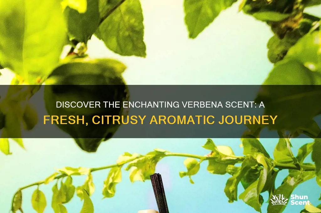 what is verbena scent