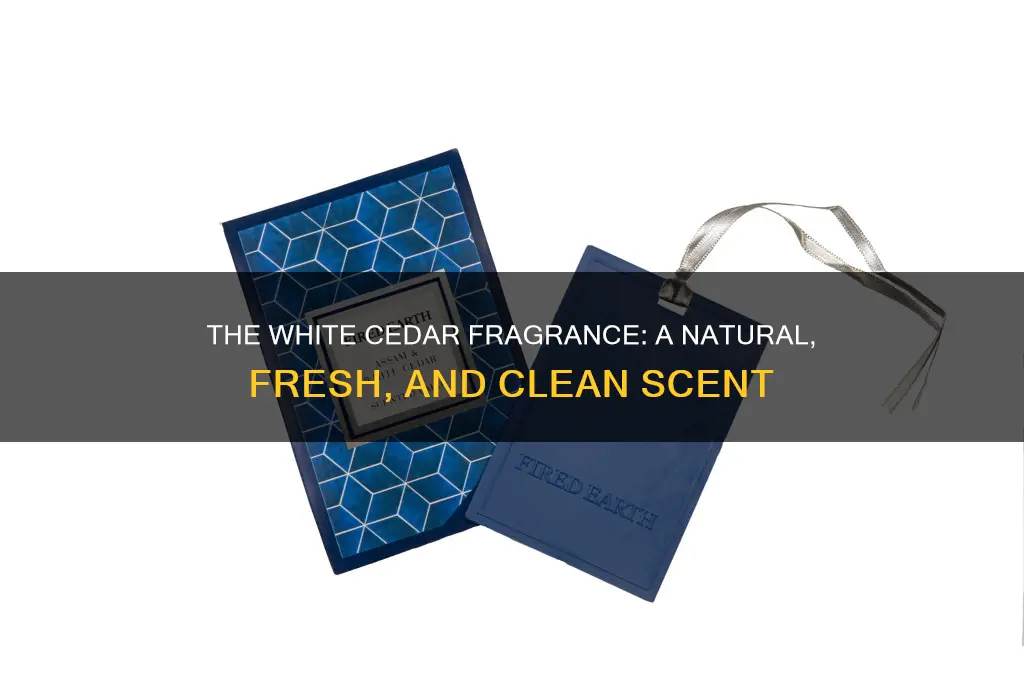 what is white cedar fragrance
