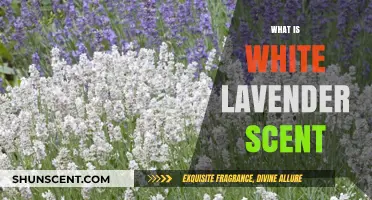 Discover the Soothing and Unique Aroma of White Lavender Scent