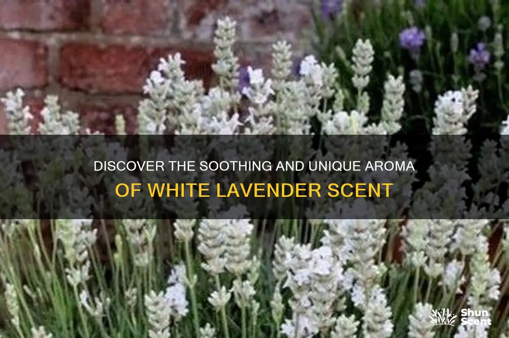 what is white lavender scent
