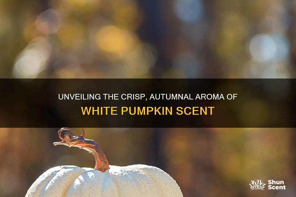 what is white pumpkin scent