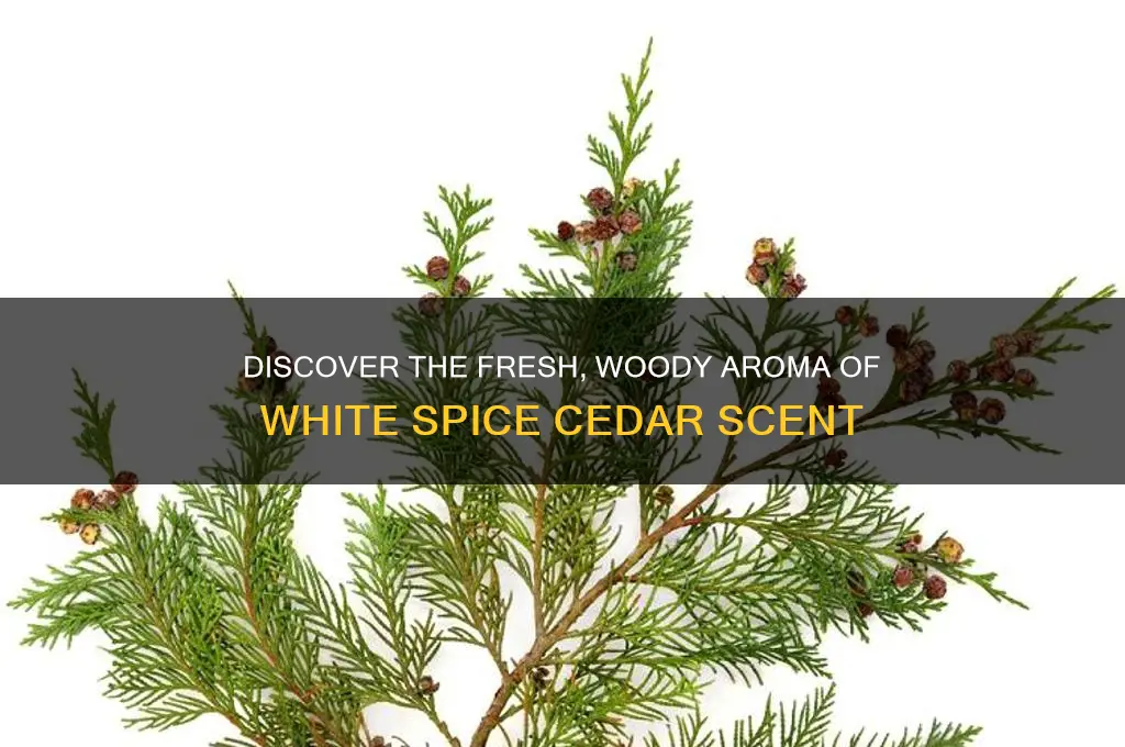 what is white spice cedar scent