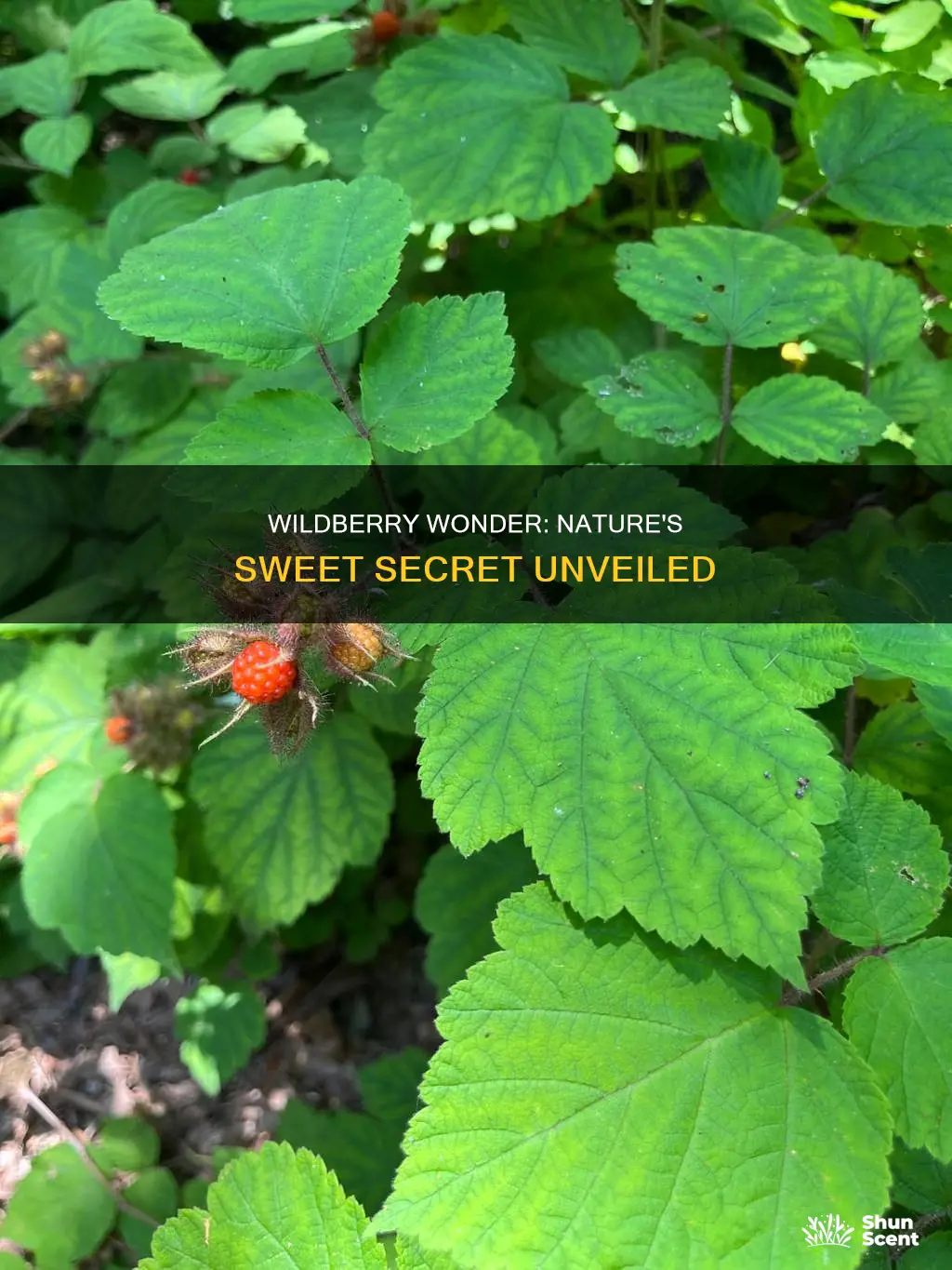 what is wildberry