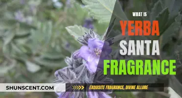 Yerba Santa: Discovering the Unique Fragrance Note