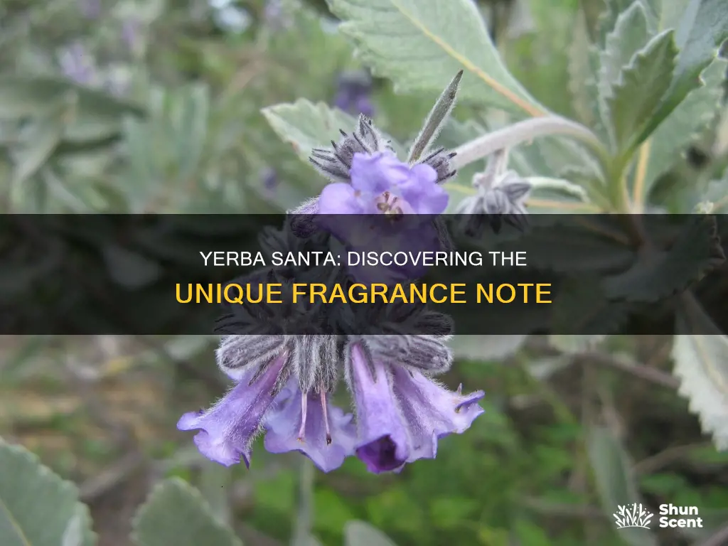 what is yerba santa fragrance