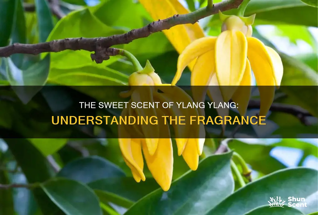 what is ylang ylang fragrance