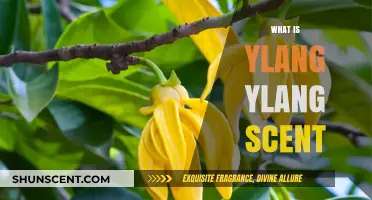 Discover the Exotic and Alluring Ylang Ylang Scent Profile