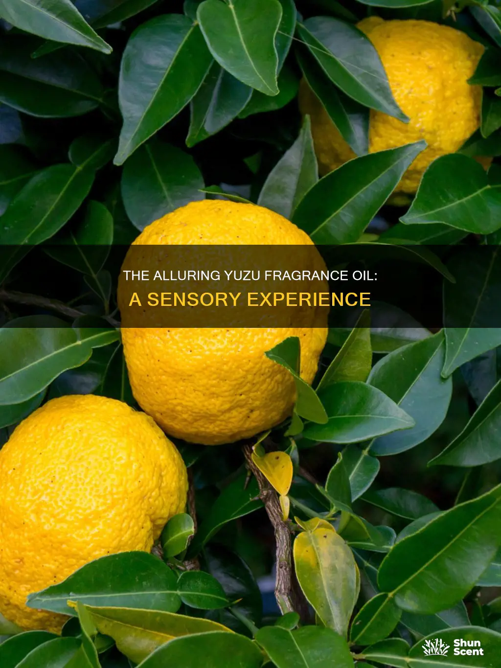 what is yuzu fragrance oil