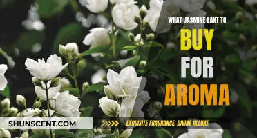 Jasmine Aromas: Choosing the Right Fragrant Blooms