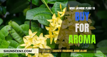 Jasmine Plants: Choosing the Right Fragrant Variety