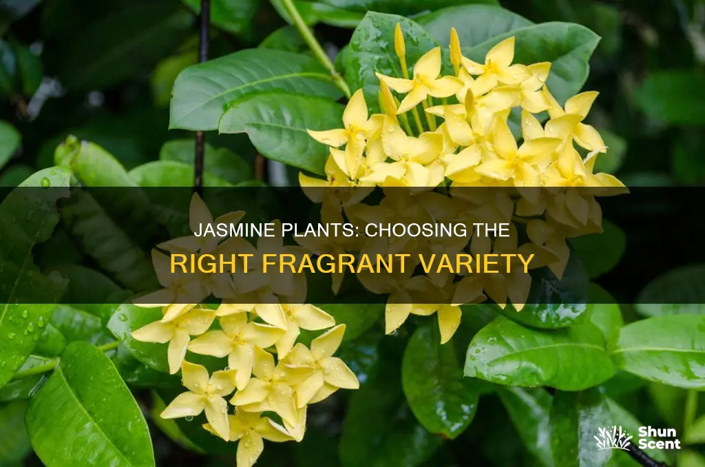 what jasmine plant to buy for aroma