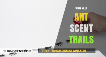 Breaking the Path: Effective Ways to Erase Ant Scent Trails