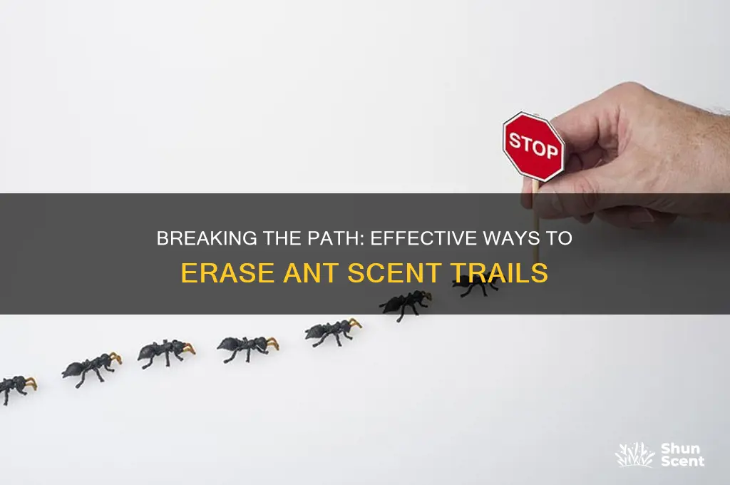 what kills ant scent trails