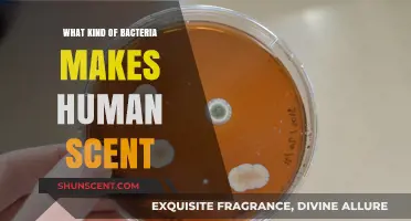 Unveiling the Microbial Secrets Behind Human Body Odor and Scent
