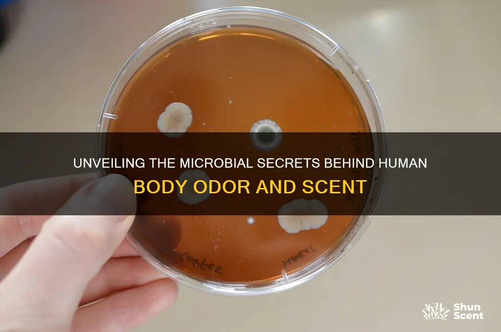 what kind of bacteria makes human scent