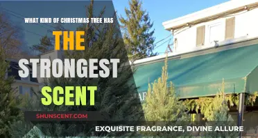 Discover the Most Fragrant Christmas Tree for a Scent-Filled Holiday