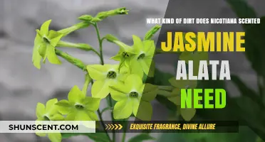Ideal Soil Conditions for Nicotiana Scented Jasmine Alata Growth