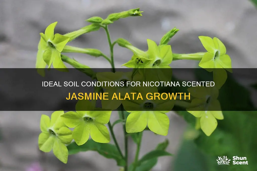 what kind of dirt does nicotiana scented jasmine alata need