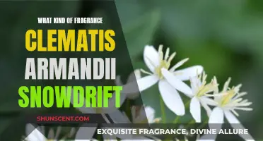 The Fragrance of Clematis Armandii Snowdrift: A Sensory Experience