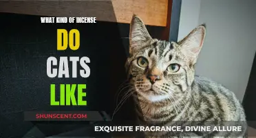 Incense Cats Love: Aromas to Please Your Feline Friend