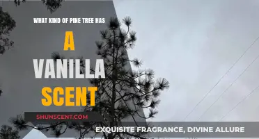 Discover the Vanilla-Scented Pine: A Fragrant Forest Gem Unveiled