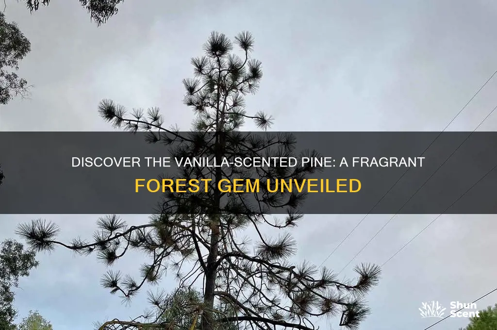 what kind of pine tree has a vanilla scent