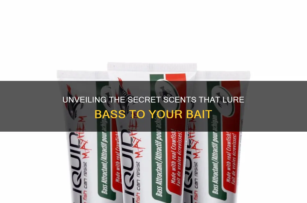 what kind of scent attracts bass