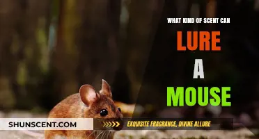 Effective Mouse-Attracting Scents: What Smells Lure Rodents In?