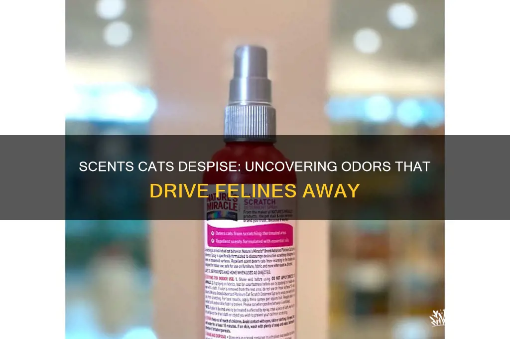 what kind of scent do cats hate