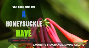 Exploring the Sweet, Intoxicating Aroma of Honeysuckle's Signature Scent