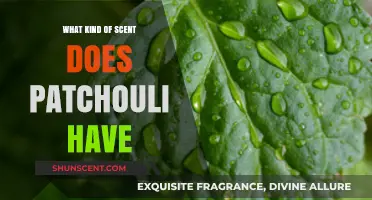 Exploring Patchouli's Earthy, Musky, and Sweet Aromatic Scent Profile
