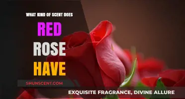 Exploring the Enchanting and Complex Scent Profile of Red Roses
