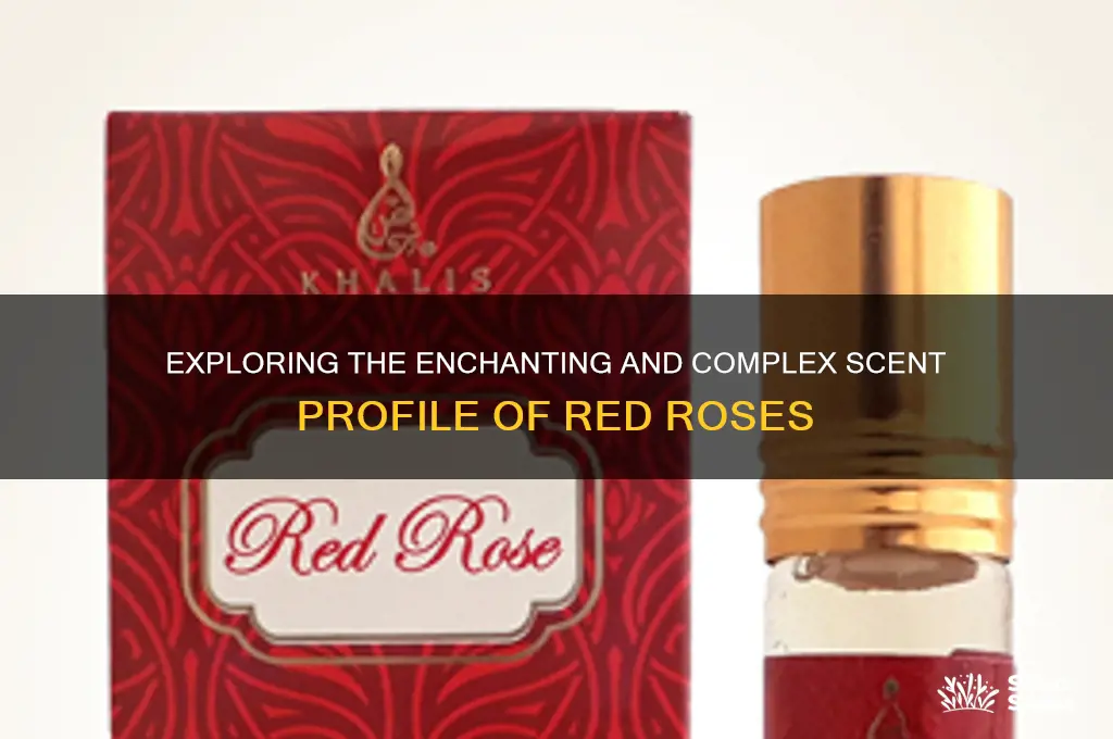 what kind of scent does red rose have